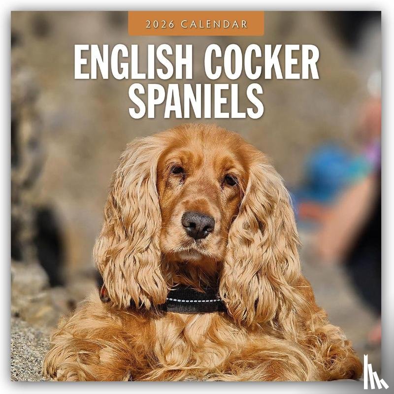 Red Robin - English Cocker Spaniels 2026 Square Wall Calendar