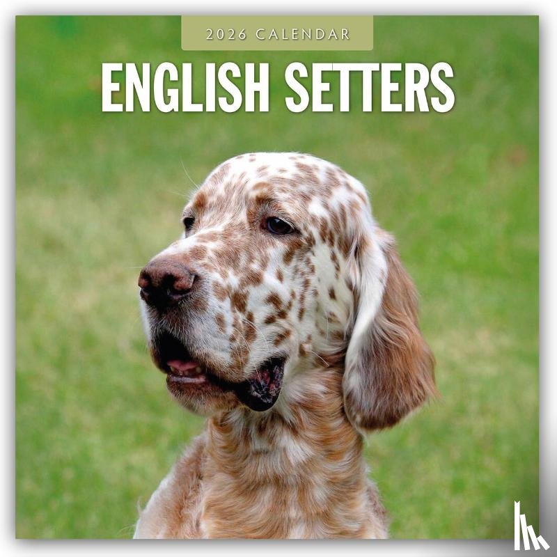 Red Robin - English Setters 2026 Square Wall Calendar