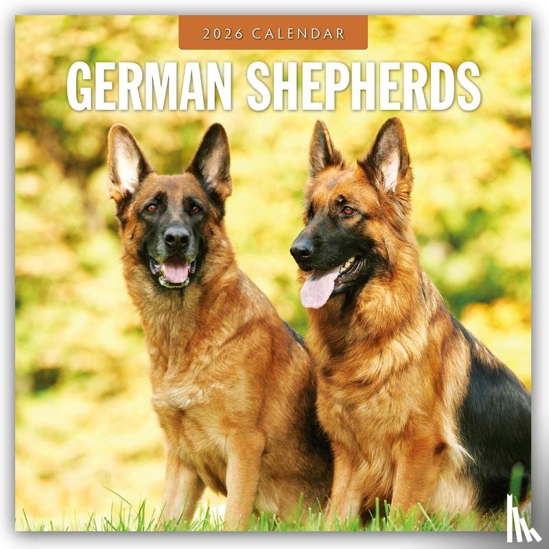 Red Robin - German Shepherds 2026 Square Wall Calendar
