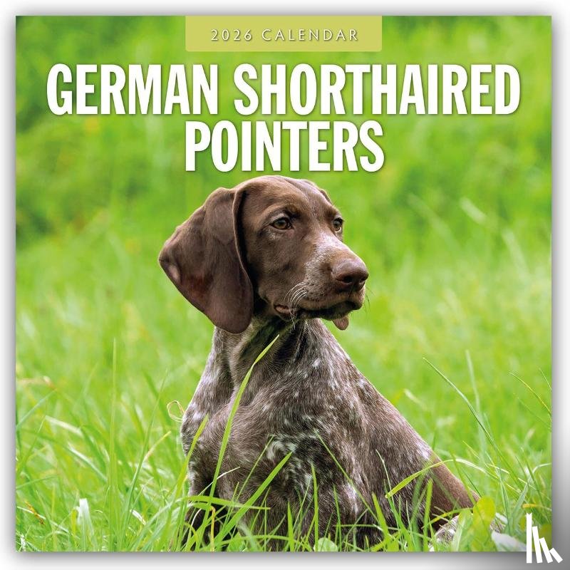 Red Robin - German Shorthaired Pointers 2026 Square Wall Calendar