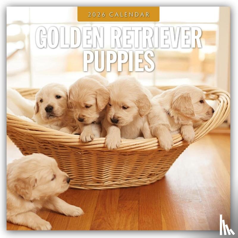 Red Robin - Golden Retriever Puppies 2026 Square Wall Calendar