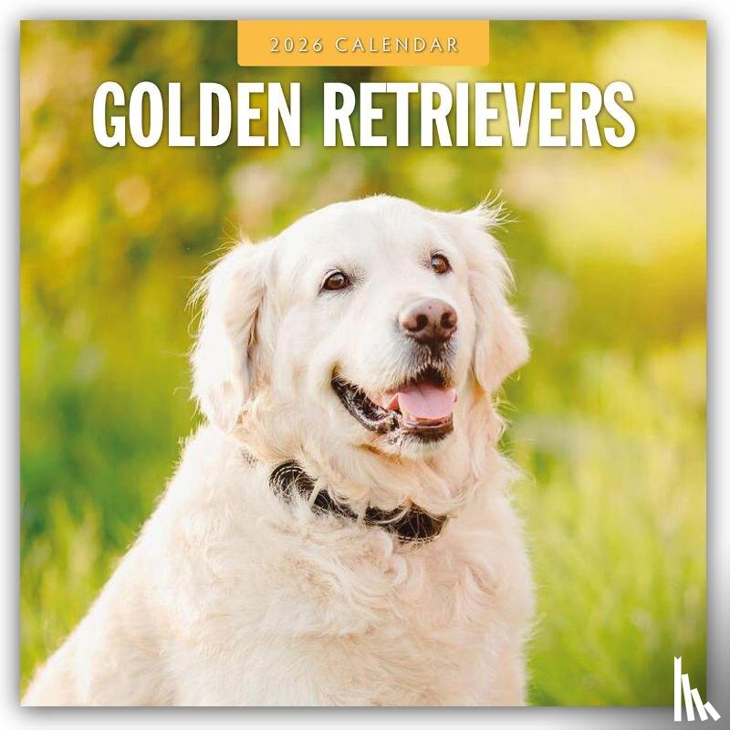 Red Robin - Golden Retrievers 2026 Square Wall Calendar