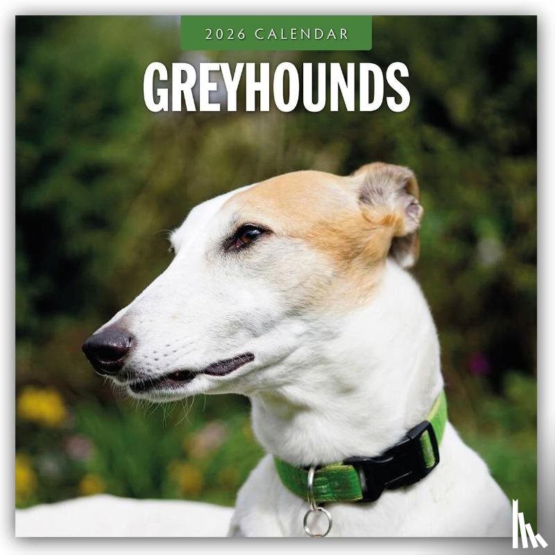 Red Robin - Greyhounds 2026 Square Wall Calendar