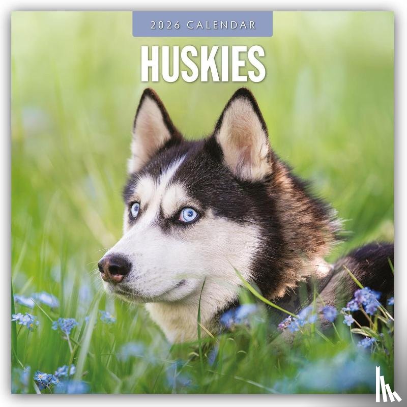 Red Robin - Huskies 2026 Square Wall Calendar