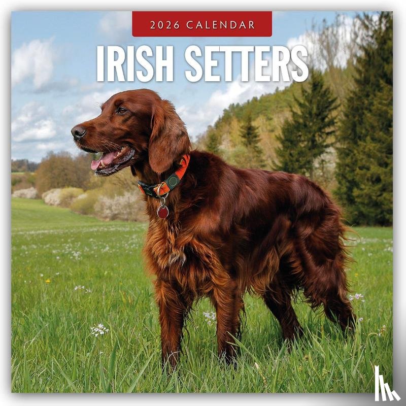 Red Robin - Irish Setters 2026 Square Wall Calendar