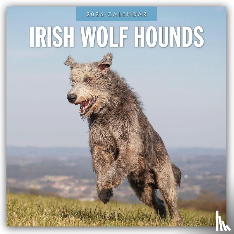 Red Robin - Irish Wolf Hounds 2026 Square Wall Calendar