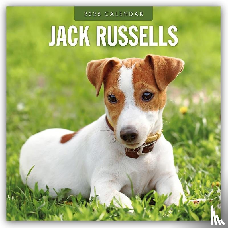 Red Robin - Jack Russells 2026 Square Wall Calendar