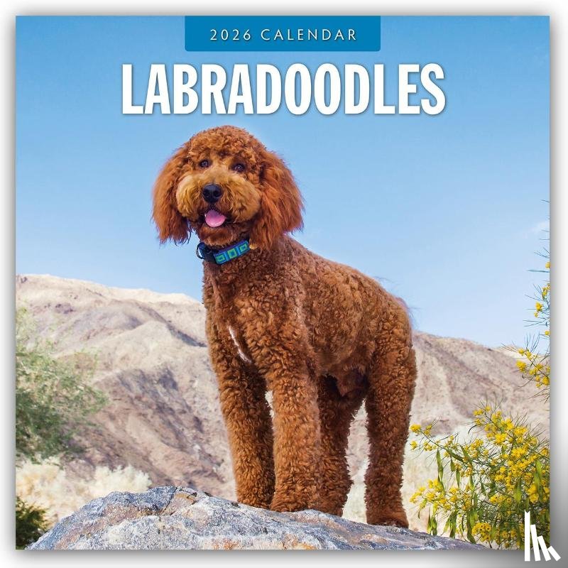 Red Robin - Labradoodles 2026 Square Wall Calendar