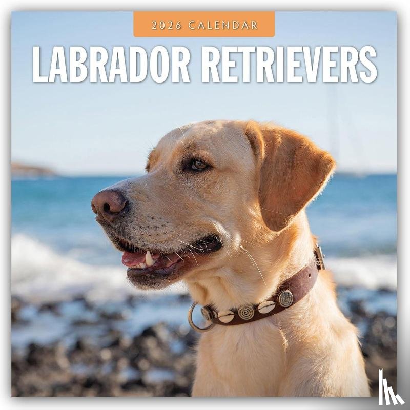 Red Robin - Labrador Retrievers 2026 Square Wall Calendar