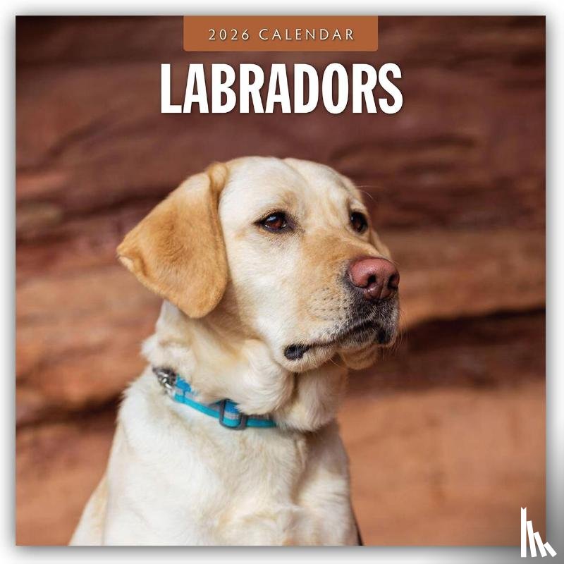Red Robin - Labradors 2026 Square Wall Calendar