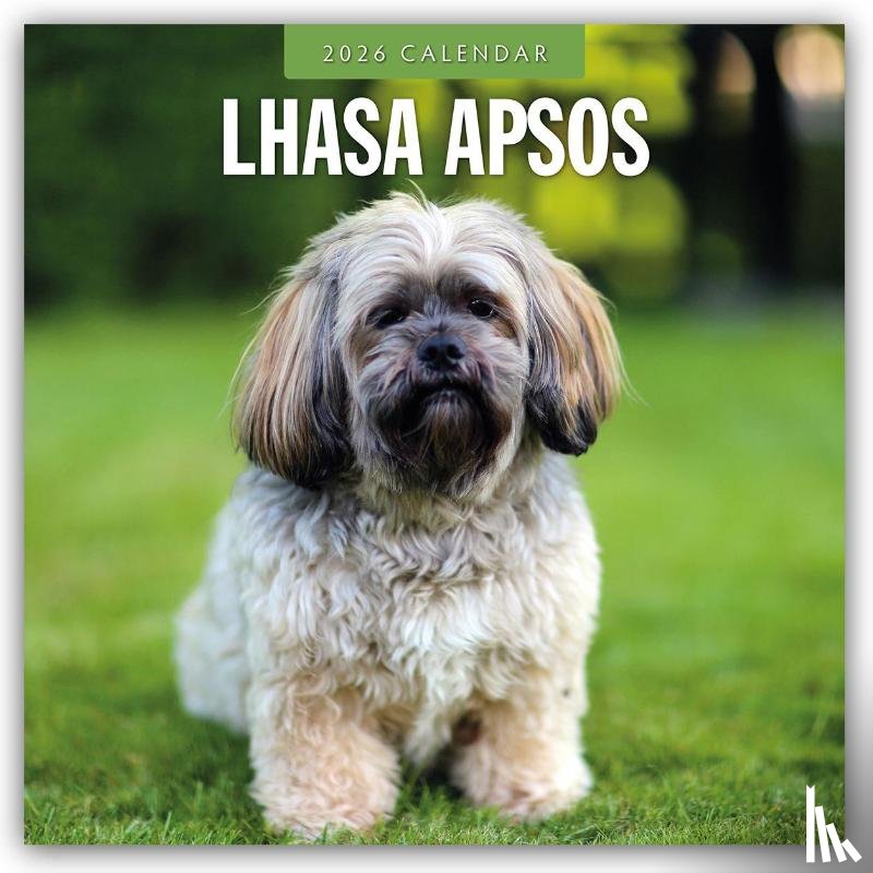 Red Robin - Lhasa Apsos 2026 Square Wall Calendar