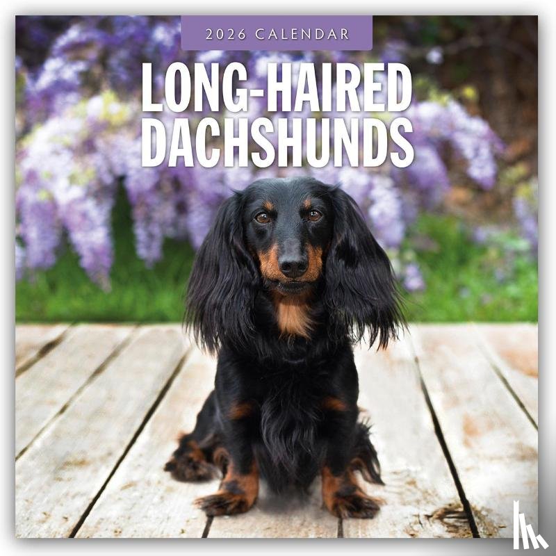 Red Robin - Long-haired Dachshunds 2026 Square Wall Calendar