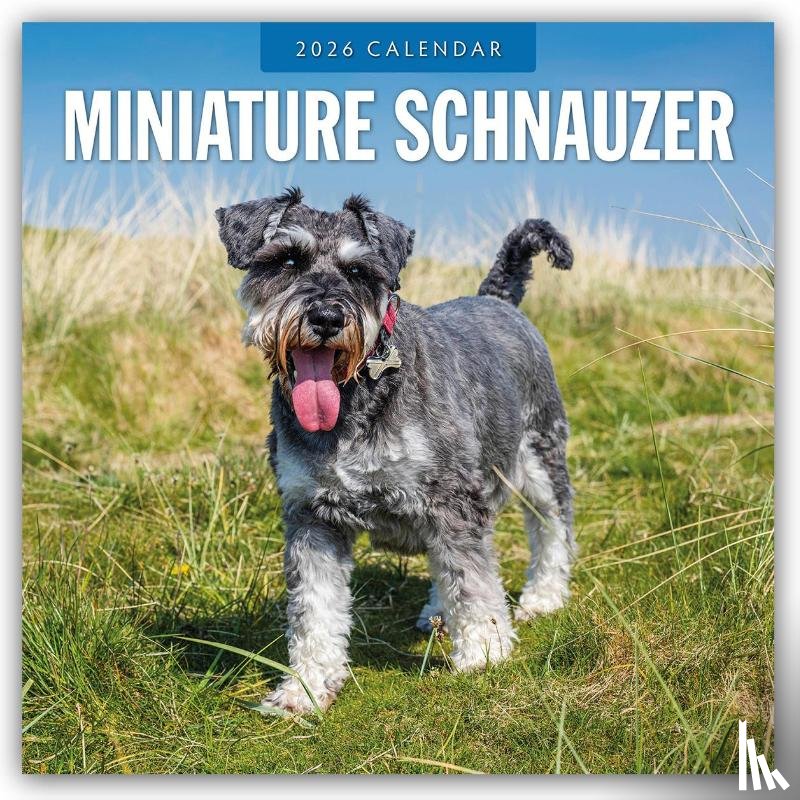 Red Robin - Miniature Schnauzer 2026 Square Wall Calendar