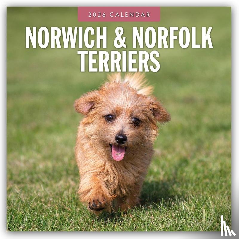 Red Robin - Norwich & Norfolk Terriers 2026 Square Wall Calendar