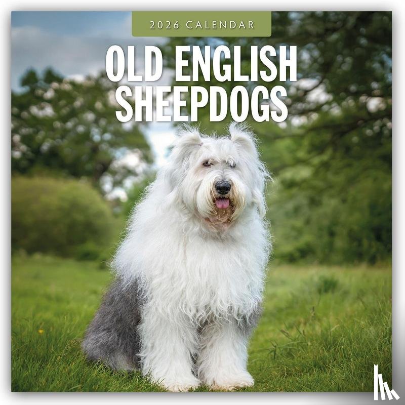 Red Robin - Old English Sheepdogs 2026 Square Wall Calendar