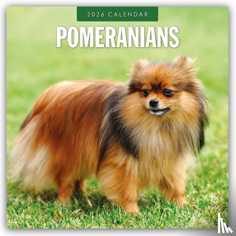 Red Robin - Pomeranians 2026 Square Wall Calendar
