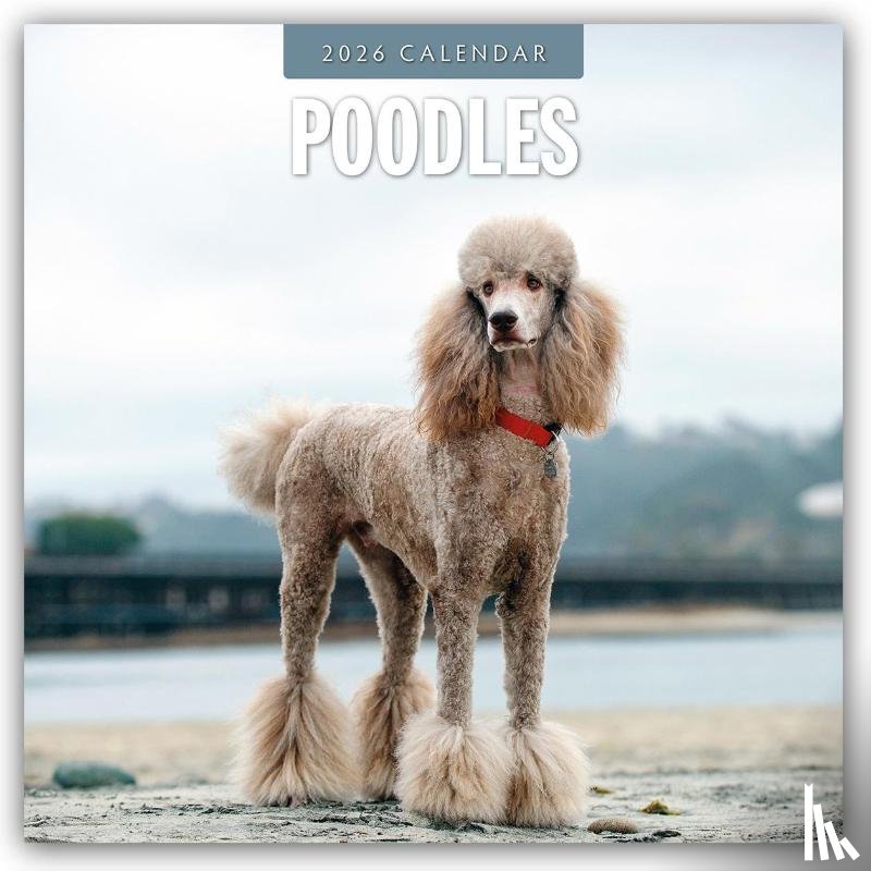 Red Robin - Poodles 2026 Square Wall Calendar