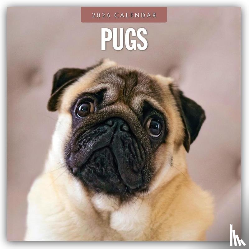 Red Robin - Pugs 2026 Square Wall Calendar