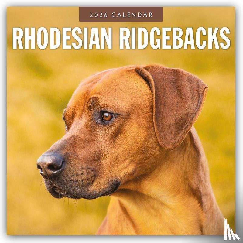 Red Robin - Rhodesian Ridgebacks 2026 Square Wall Calendar