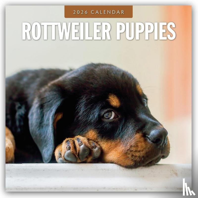 Red Robin - Rottweiler Puppies 2026 Square Wall Calendar