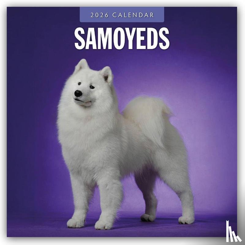 Red Robin - Samoyeds 2026 Square Wall Calendar