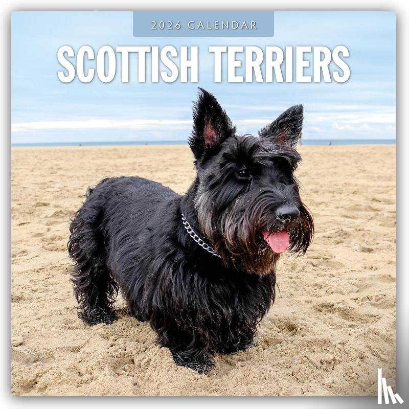 Red Robin - Scottish Terriers 2026 Square Wall Calendar