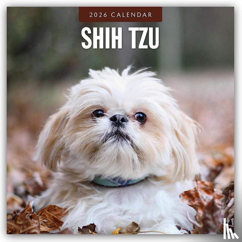Red Robin - Shih Tzu 2026 Square Wall Calendar