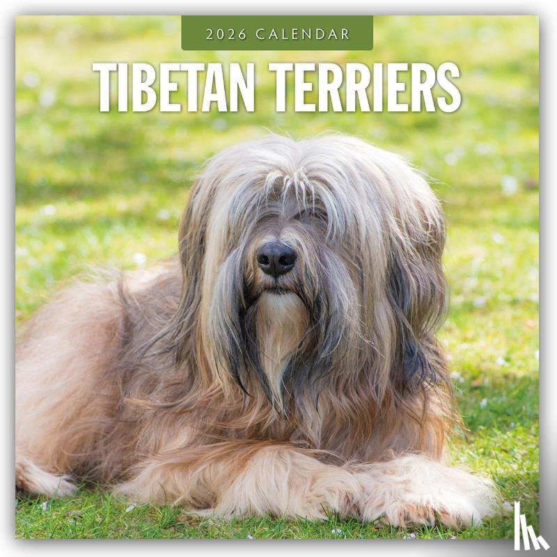 Red Robin - Tibetan Terriers 2026 Square Wall Calendar