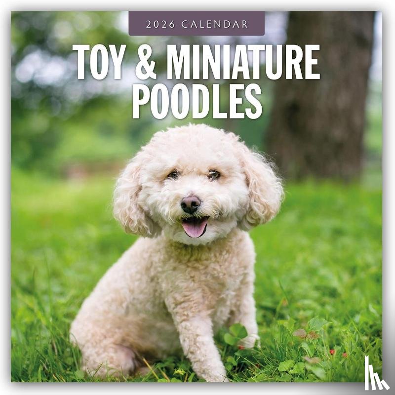 Red Robin - Toy and Miniature Poodles 2026 Square Wall Calendar