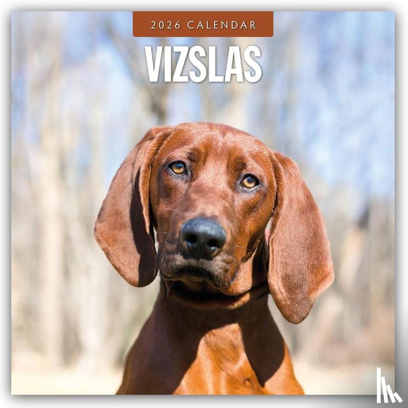 Red Robin - Vizslas 2026 Square Wall Calendar