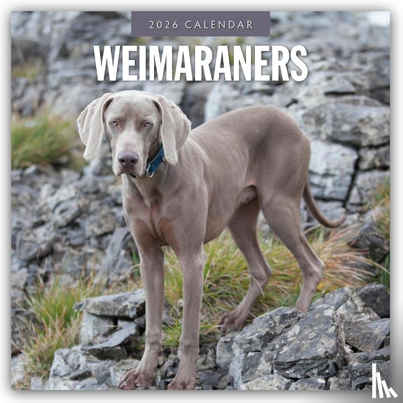 Red Robin - Weimaraners 2026 Square Wall Calendar