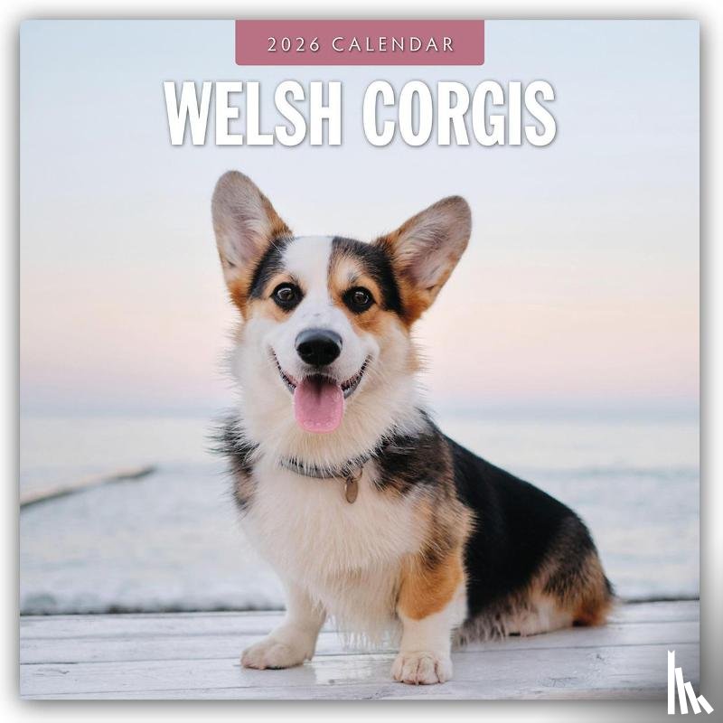 Red Robin - Welsh Corgis 2026 Square Wall Calendar