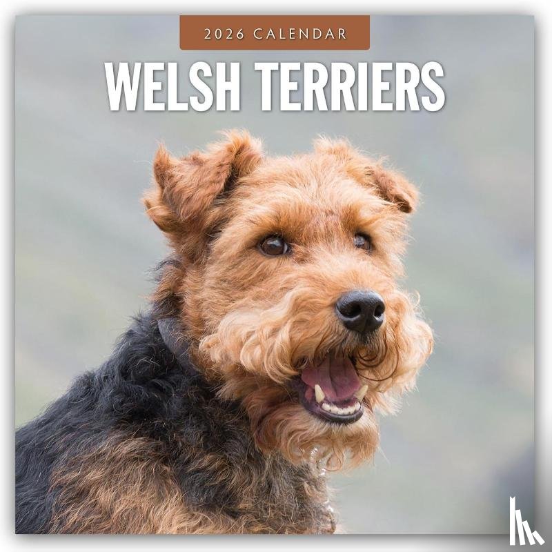 Red Robin - Welsh Terriers 2026 Square Wall Calendar