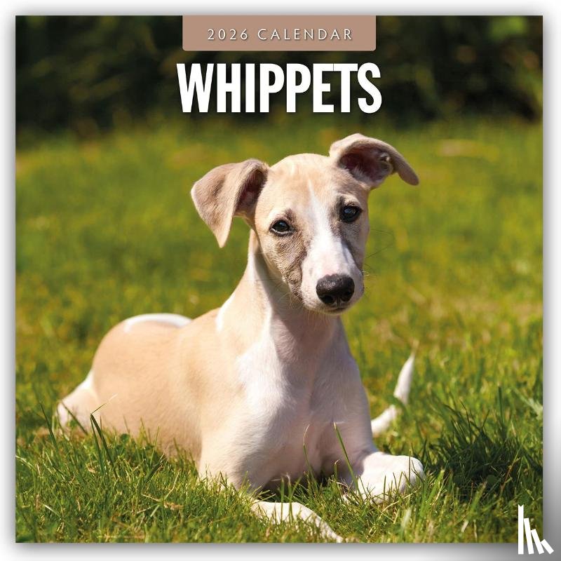 Red Robin - Whippets 2026 Square Wall Calendar