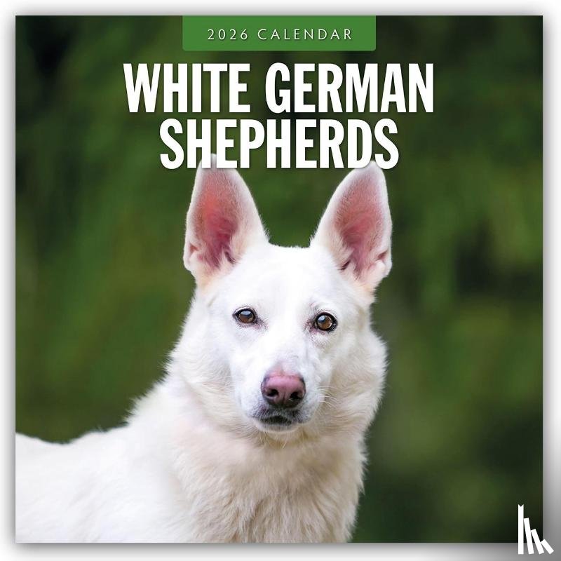 Red Robin - White German Shepherds 2026 Square Wall Calendar