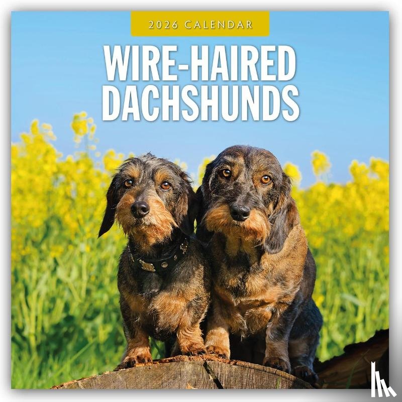 Red Robin - Wire-haired Dachshunds 2026 Square Wall Calendar
