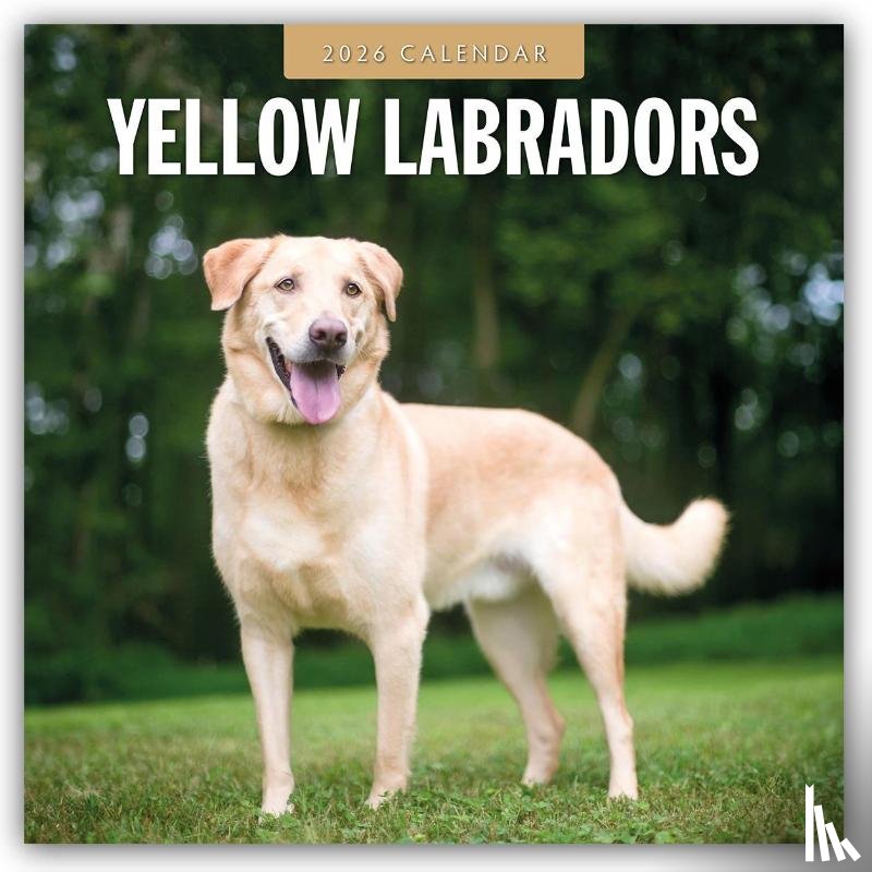 Red Robin - Yellow Labrador 2026 Square Wall Calendar