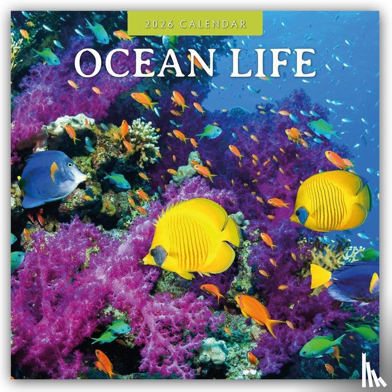 Red Robin - Ocean Life 2026 Square Wall Calendar