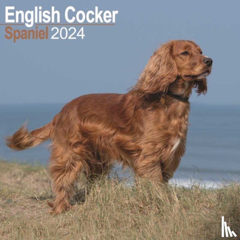 Avonside Publishing Ltd - English Cocker Spaniel Calendar 2024 Square Dog Breed Wall Calendar - 16 Month