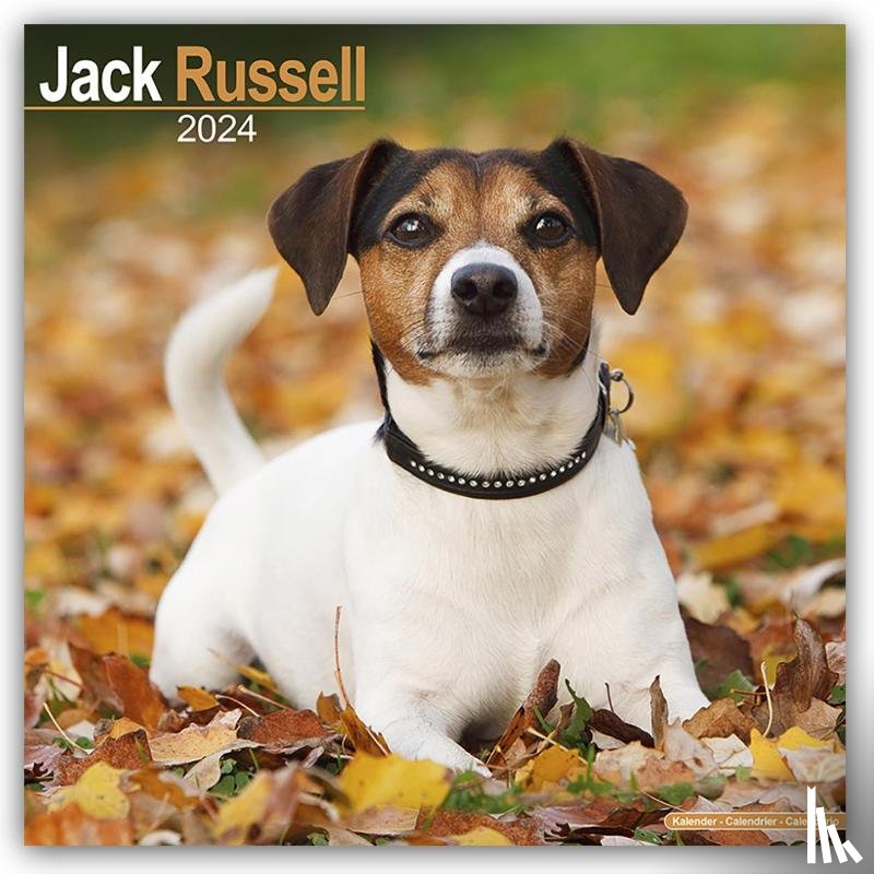 Avonside Publishing Ltd - Jack Russell Calendar 2024 Square Dog Breed Wall Calendar - 16 Month