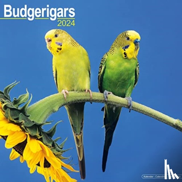 Avonside Publishing Ltd - Budgerigar Calendar 2024 Square Bird Wall Calendar - 16 Month