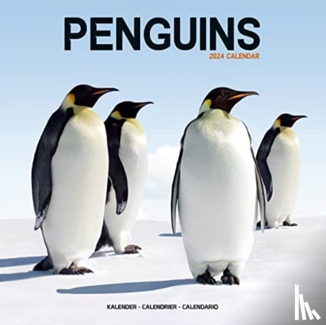 Avonside Publishing Ltd - Penguins Calendar 2024 Square Animal Wall Calendar - 16 Month