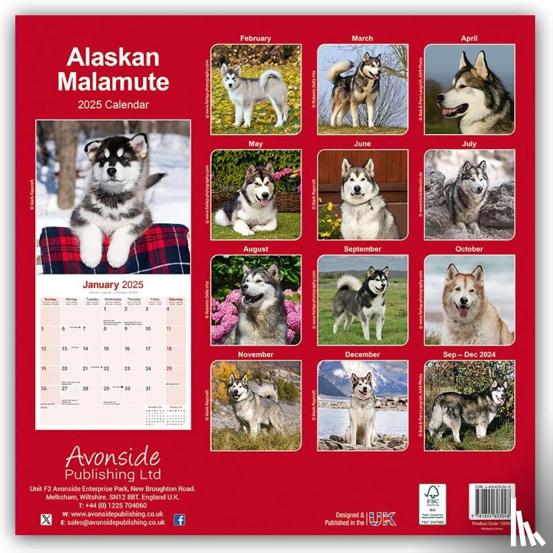 Avonside Publishing Ltd - Alaskan Malamute Square Wall Calendar 2025
