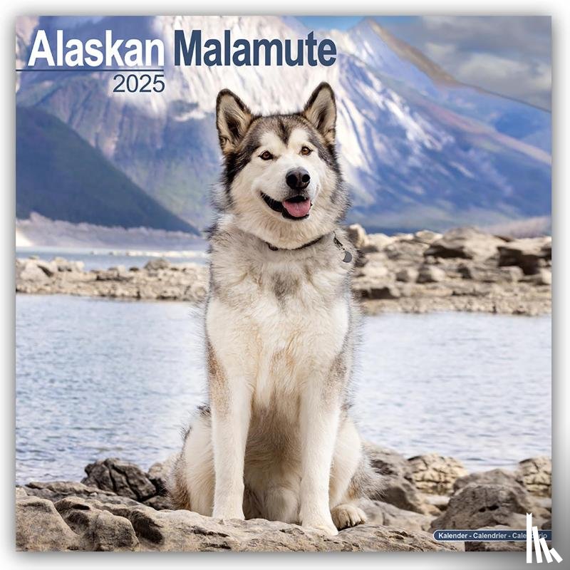Avonside Publishing Ltd - Alaskan Malamute Square Wall Calendar 2025