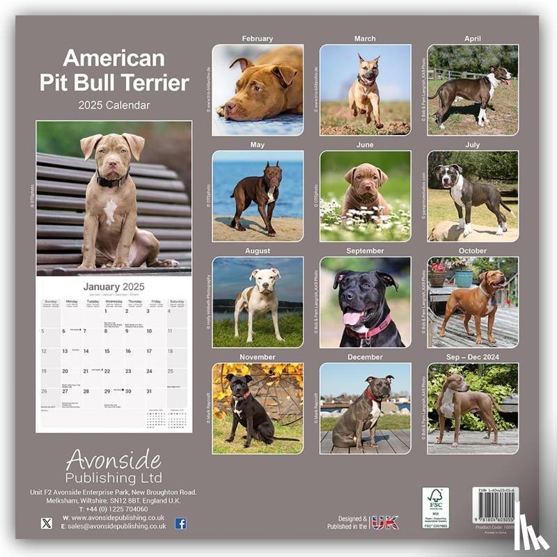 Avonside Publishing Ltd - American Pit Bull terrier Calendar 2025 Square Dog Breed Wall Calendar - 16 Month