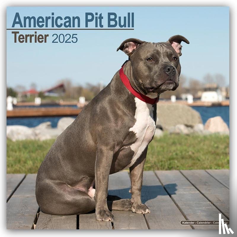 Avonside Publishing Ltd - American Pit Bull terrier Calendar 2025 Square Dog Breed Wall Calendar - 16 Month