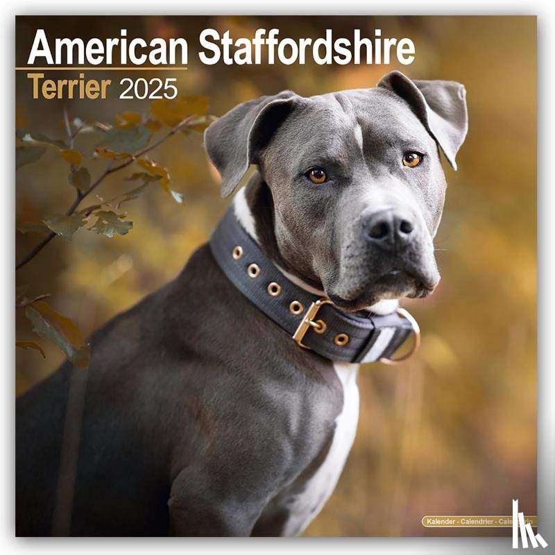 Avonside Publishing - American Staffordshire Terrier Calendar 2025 Square Dog Breed Wall Calendar - 16 Month