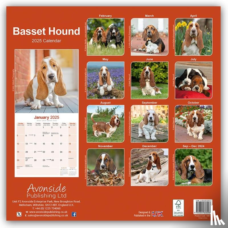 Avonside Publishing Ltd - Basset Hound Square Wall Calendar 2025