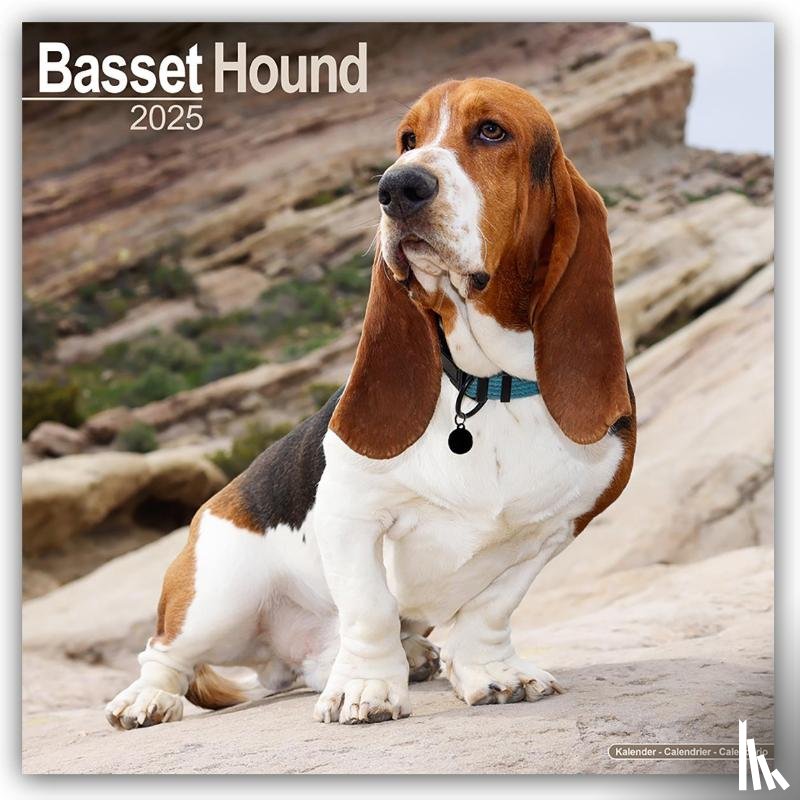 Avonside Publishing Ltd - Basset Hound Square Wall Calendar 2025