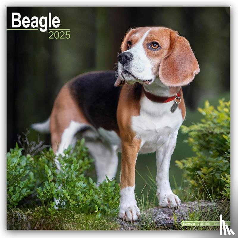 Avonside Publishing Ltd - Beagle Square Wall Calendar 2025